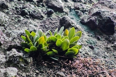 Stelis nigriflora