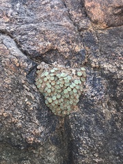 Conophytum ernstii ernstii