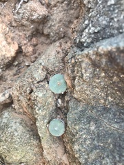 Conophytum ernstii ernstii