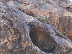 Conophytum ernstii ernstii