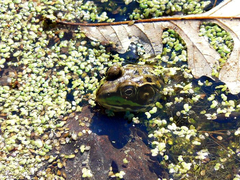 Lithobates clamitans