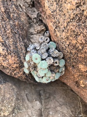 Conophytum ernstii ernstii