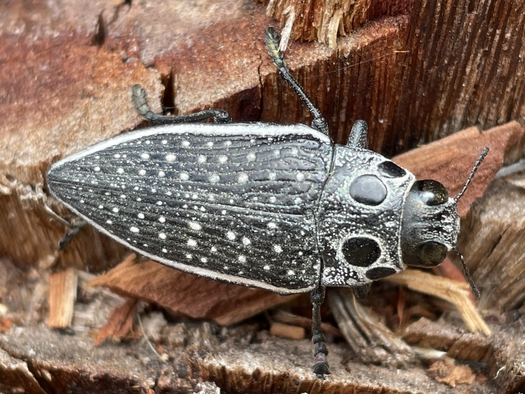 Eyed Jewel Beetle
