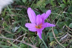 Colchicum montanum