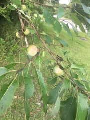 Diospyros virginiana image