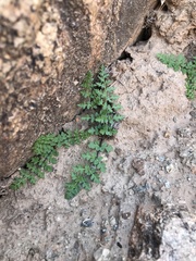 Cheilanthes deltoidea