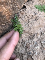 Cheilanthes deltoidea