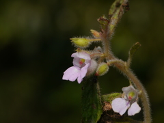 Impatiens scabriuscula