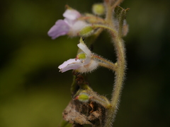 Impatiens scabriuscula