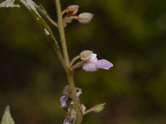 Impatiens scabriuscula