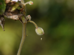 Impatiens scabriuscula