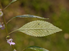 Impatiens scabriuscula