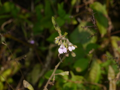 Impatiens scabriuscula