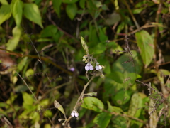 Impatiens scabriuscula