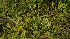 Impatiens scabriuscula