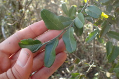 Capparis sepiaria