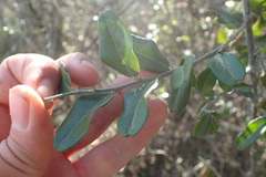 Capparis sepiaria
