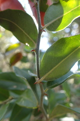 Capparis sepiaria