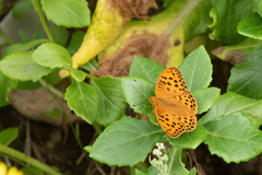 Argynnis laodice