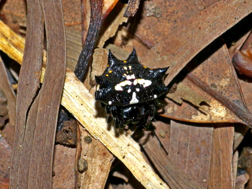 Black-and-white Spiny Spider photo 2