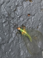 Plesiochrysa atalotis