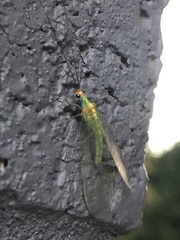 Plesiochrysa atalotis