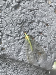 Plesiochrysa atalotis