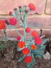 Kleinia fulgens
