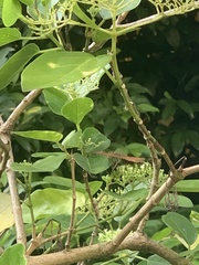Junonia hedonia