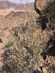 Tetraena prismatocarpa