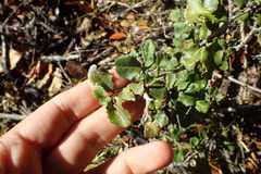 Mystroxylon aethiopicum