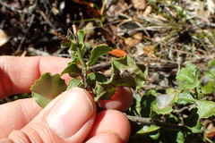 Mystroxylon aethiopicum