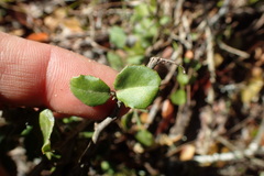 Mystroxylon aethiopicum