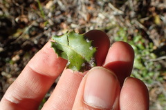 Mystroxylon aethiopicum