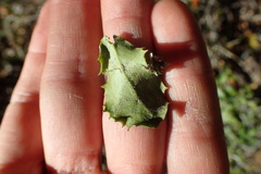 Mystroxylon aethiopicum