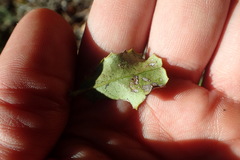 Mystroxylon aethiopicum