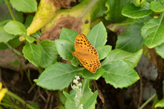 Argynnis laodice