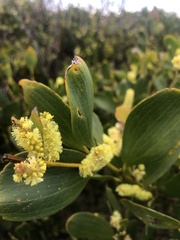 Acacia longifolia sophorae