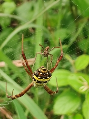 Argiope anasuja