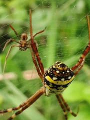 Argiope anasuja