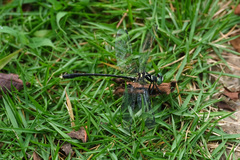 Stylogomphus chunliuae