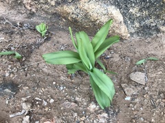Chlorophytum boomense