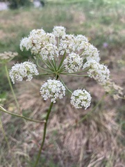 Peucedanum oreoselinum