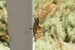 Eupholidoptera smyrnensis