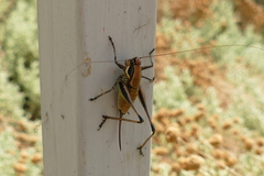 Eupholidoptera smyrnensis