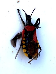 Rhynocoris segmentarius