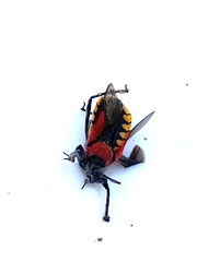 Rhynocoris segmentarius