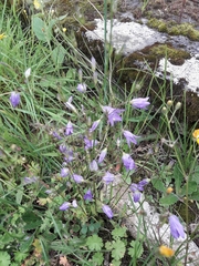 Campanula patula