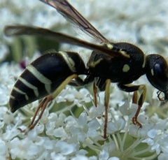 Ancistrocerus catskill