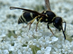 Ancistrocerus catskill